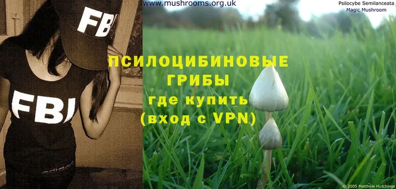 Галлюциногенные грибы Magic Shrooms  магазин продажи   Белинский 